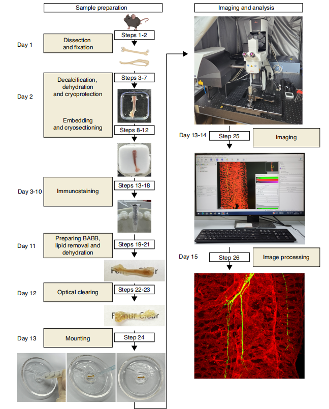 20250113-Bone Research-沈博-图1. 骨组织透明化和三维成像技术流程图.png