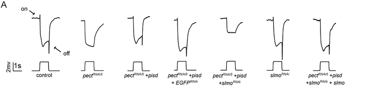 20241226-Plos Biology-王涛-图2. SLMO缺失可以抑制线粒体与内质网之间PSPE的交换.png